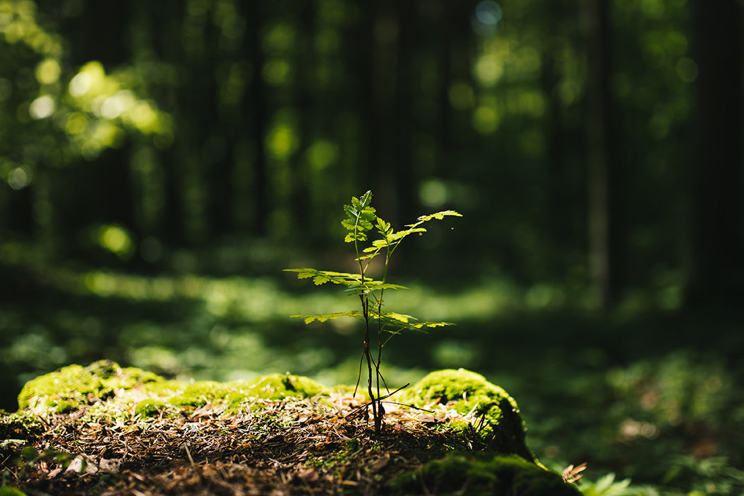 One tree for every order – Tove & Libra